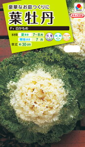 Ԏ@NL200 tO F1   [FHB572]yԂ̎zy^LC̃^lzyK[fjOz