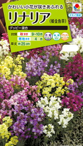 Ԏ@NL200 iA Obs[  [FLN119]yԂ̎zy^LC̃^lzyK[fjOz