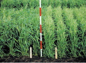 緑肥用種子 えん麦 九州14号 1kg 農水省登録品種 (品種登録番号 九州14号 海外持出禁止 公示(農林水産省HP参照) 【緑肥、景観用の種】【タキイのタネ】