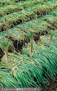 Δpq@񔞁@ɑXv^[@1kgyΔAiϗp̎zy^LC̃^lz