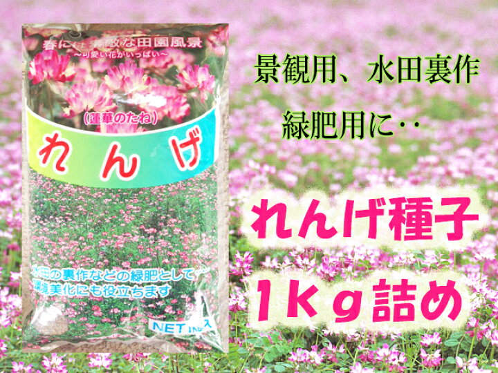 楽天市場 8月上旬 発送予定 れんげ草 タネ 1kg 水田裏作 緑肥 景観用 窒素固定 根粒菌 蜜源 緑化 水田裏作 蓮華種子 当店オススメ 吉谷農芸 楽天市場店