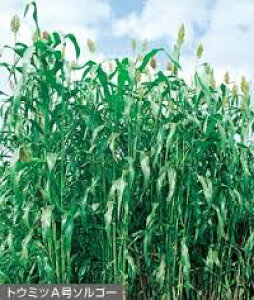 緑肥用種子 ソルガム トウミツA号ソルゴー 1kg【緑肥、景観用の種】【タキイのタネ】【ガーデニング】