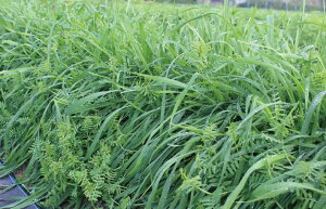 【草マルチ】まめむぎマルチ2 1袋 1kg【ライ麦×ベッチ】