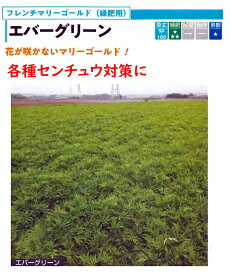フレンチマリーゴールド　エバーグリーン　　1袋【緑肥種子】【センチュウ対策】