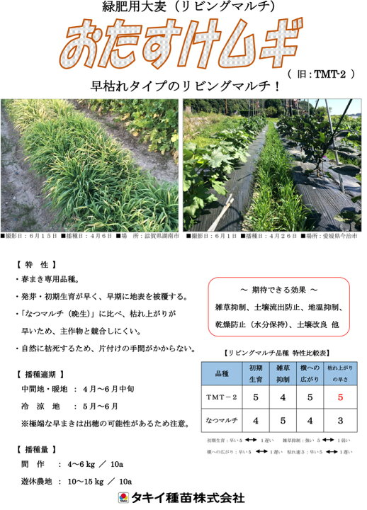 楽天市場】【マルチムギ種子】おたすけムギ 1kg 緑肥用大麦(リビングマルチ)種子【タキイ】 : 吉谷農芸 楽天市場店 楽天市場】【マルチムギ種子】おたすけムギ 1kg 緑肥用大麦(リビングマルチ)種子【タキイ】 : 吉谷農芸 楽天市場店