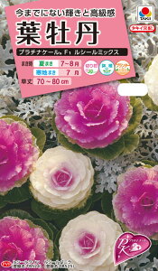 ԃ^l@NL300@v`iP[ F1 V[~bNX  [FHB713]yԂ̎zy^LC̃^lzyK[fjOz