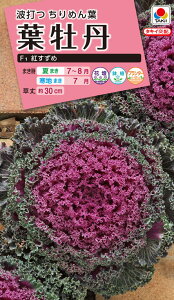 ԃ^l@ NL300 tO F1 g  [FHB581]yԂ̎zy^LC̃^lzyK[fjOz