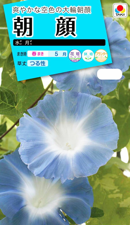 【送料無料】人気の観葉植物モンステラ