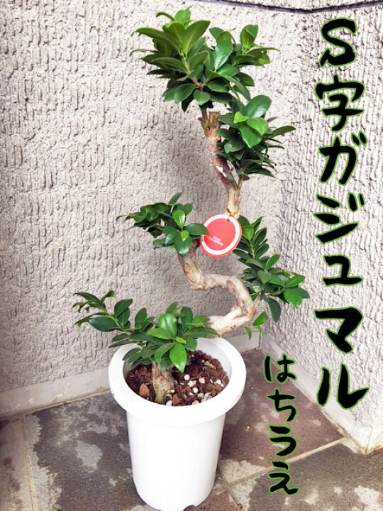 楽天市場】【送料込】S字ガジュマル 7寸鉢【インテリア観葉植物】人気 
