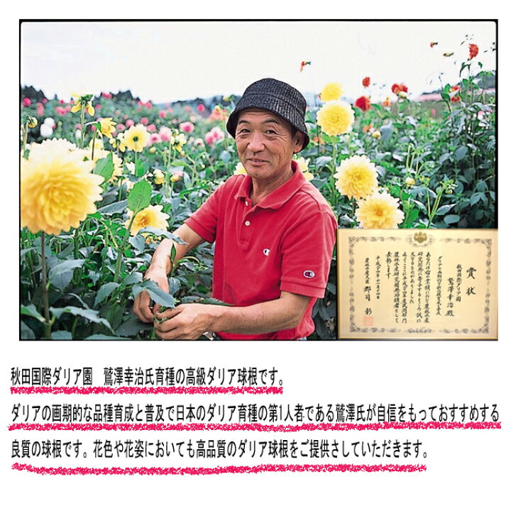 楽天市場 秋田国際ダリア園 鷲澤氏育種の高級ダリア球根 薄化粧 1球入り 吉谷農芸 楽天市場店