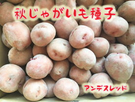 楽天市場 じゃがいも 種芋の通販