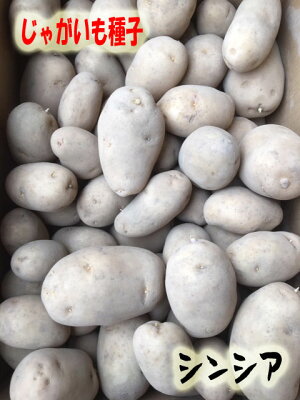 楽天市場 種イモ 馬鈴薯 シンシア 吉谷農芸 楽天市場店