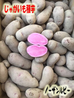 楽天市場 種イモ 馬鈴薯 ノーザンルビー 吉谷農芸 楽天市場店