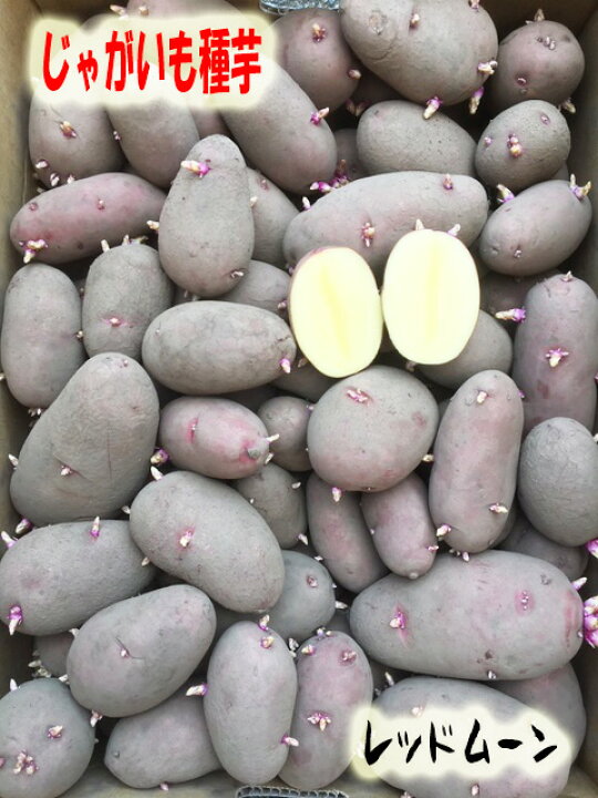 楽天市場 種芋 レッドムーン芋 じゃがいも種子 500ｇ サイズ混合 馬鈴薯種 種芋 検品合格済 吉谷農芸 楽天市場店
