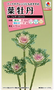 ԃ^l@ NL300 tO F1 tFU[zCg@ [FHB703]yԂ̎zy^LC̃^lzyK[fjOz