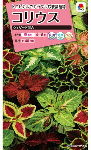 �Ԏ�@NL300 �R���E�X �E�B�U�[�h ���� ���� [FCL190]�y�Ԃ̎�z�y�^�L�C�̃^�l�z�y�K�[�f�j���O�z