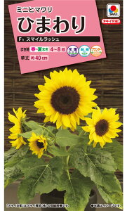 ␫(ᑐ)Ђ܂ X}CbV  [FHM413]yԂ̎zy^LCzzyK[fjOz