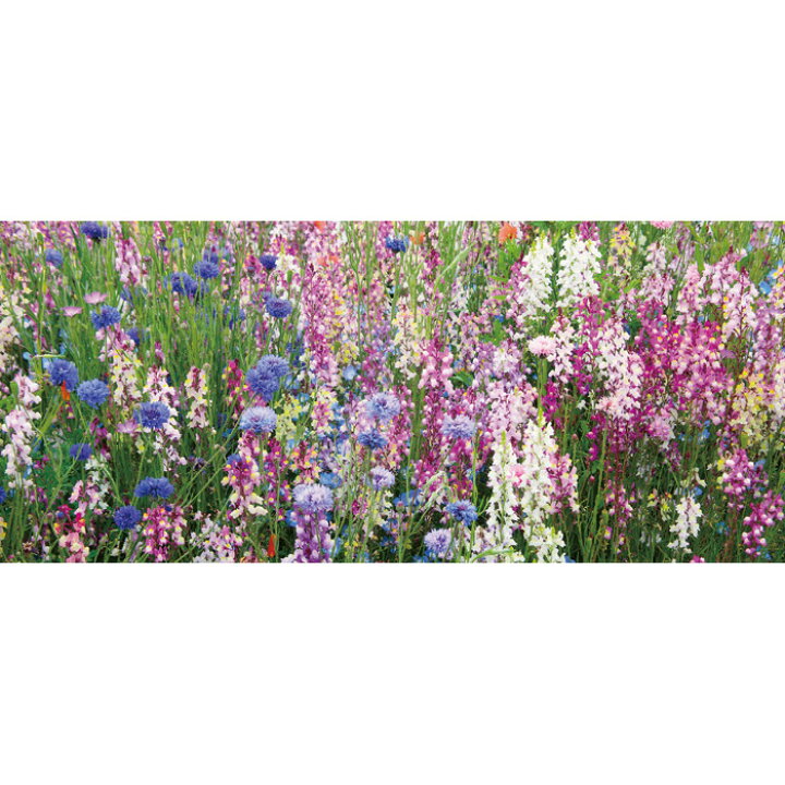 楽天市場 花種 花絵具 たねダンゴミックス 秋まき 小袋 909 351 花の種 サカタのタネ ガーデニング 吉谷農芸 楽天市場店