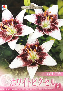 白 ゆり 花 球根の人気商品 通販 価格比較 価格 Com 白 ゆり 花 球根の人気商品 通販 価格比較 価格 Com