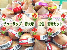 楽天市場 チューリップ 球根の通販