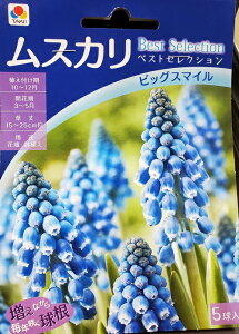 球根 ムスカリの人気商品 通販 価格比較 価格 Com