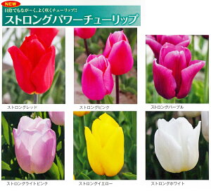 �H�A�������`���[���b�v�@�X�g�����O�p���[�`���[���b�v3���� �@�y�V���Y�z