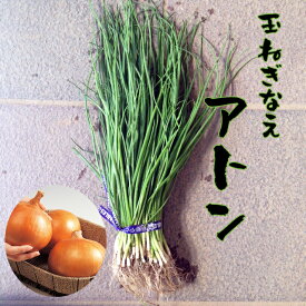 【予約商品　10月～11月発送開始】玉ねぎ苗　　アトン　中生　【玉ねぎ苗　アトン】【中生玉ねぎ苗】【タマネギ苗】