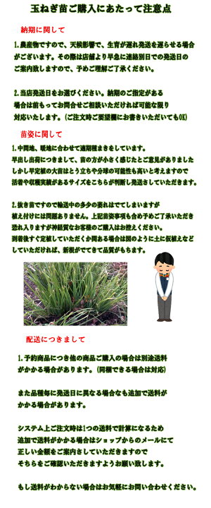 楽天市場】【予約商品 11月初旬〜発送開始】玉ねぎ苗 晩性 ケルたま100本束 【野菜苗】 【タキイ交配】【玉ねぎ】 : 吉谷農芸 楽天市場店 楽天市場】【予約商品 11月初旬〜発送開始】玉ねぎ苗 晩性 ケルたま100本束 【野菜苗】 【タキイ交配】【玉ねぎ】 : 吉谷農芸 楽天市場店