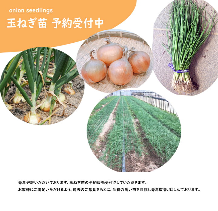 楽天市場】【予約商品 11月初旬〜発送開始】玉ねぎ苗 中晩性 