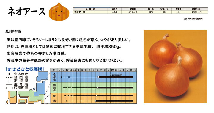 楽天市場】【予約商品 11月初旬〜発送開始】玉ねぎ苗 中晩性 