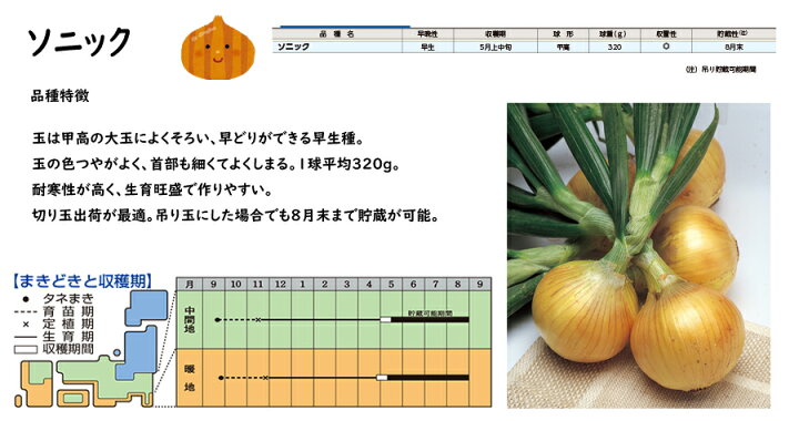 楽天市場】【予約商品 10月～11月発送開始】玉ねぎ苗 ソニック 早生 