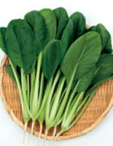 Ȃ܁@؎q@2dl@y؎qzyTJ^̃^lz