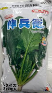 伸兵衛　ホウレンソウ種子　　3万粒　　エボプライム処理【野菜種子】【タキイ交配】【法蓮草の種】