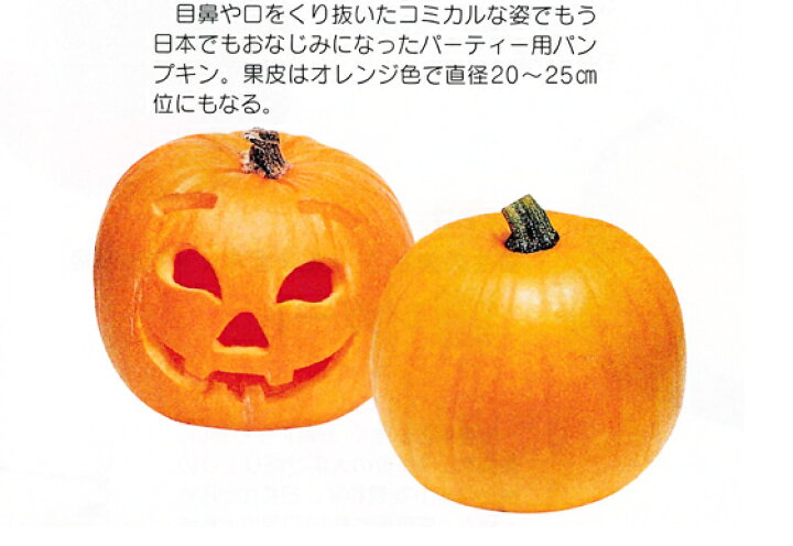 楽天市場 ハロウィーンカボチャ 種子 8粒 観賞用 南瓜の種 野菜の種 吉谷農芸 楽天市場店 楽天市場 ハロウィーンカボチャ 種子 8粒 観賞用 南瓜の種 野菜の種 吉谷農芸 楽天市場店