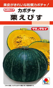 栗えびす カボチャ 13粒 【南瓜の種】【タキイのタネ】【野菜の種】