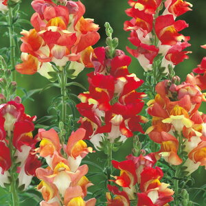 Ԏ@NL200  ug  [FKGA05]yԂ̎zy^LC̃^lzyK[fjOz