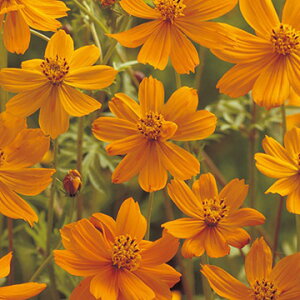 LoiRXX@IWtA@iϗpyԂ̎zyΉƁz