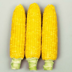 S[hbVlI@XC[gR[q@yS[hbVlI@zyXC[gR[zyTJ^̃^lzy؂̎z