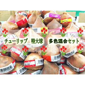 一重咲チューリップテープ巻球根 多色混合　セット　12cmUPの大球！　【チューリップ球根】