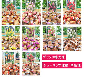 一重咲チューリップ　テープまき球根　単色　1球　大球　球周12cm以上
