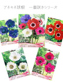 アネモネ球根 一重咲シリーズ　20ml