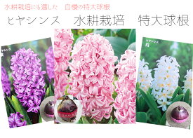 ヒヤシンス　水耕栽培用　大球　特大球（球周16～19cm）　テープまき球根