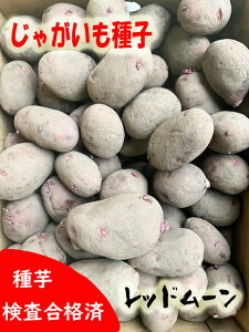 �y�ߘa7�N�Y�@�n�鏒��q�z���Ⴊ������q�@���b�h���[�����@�@�T�C�Y�����@�y�ߘa7�N�x�Y�@��C���z�y�n�鏒��z�y����z�y���i���i�ρz