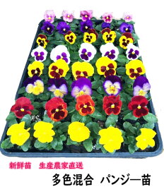 【予約　生産農家直送】　花つき大輪パンジー苗　（8色×4本）【パンジー苗】【スミレ苗】
