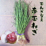 【予約商品　10月～11月発送開始】赤玉ねぎ苗　　【赤玉ねぎ苗】【玉ねぎ苗】【赤玉葱苗】