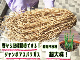 超特大！！　アスパラガス苗　2Lサイズ　素掘り苗　【アスパラ苗】【アスパラ素掘り苗】【アスパラガス苗】