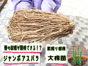 �@�y�V�c�\��@11���`12�������z����I�@�A�X�p���K�X�c�@L�T�C�Y�@�f�@��c�y�A�X�p���c�z�y�A�X�p���f�@��c�z�y�A�X�p���K�X�c�z�y�A�X�p���K�X�@�劔�c�z