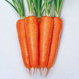 jW@x[^[536iSK4-536j@ybg1@ylQqzyTJ^̃^lz