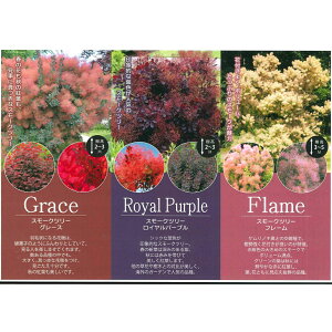 3i킩Iׂ@X[Nc[@c؁@12cm|bgA@@O[X@Cp[v@t[@y̖؁zy nO}mLzyPmLz