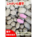 【令和7年産　馬鈴薯種子】じゃがいも種芋　シャイニールビー芋　　サイズ混合　農林水産省登録品種(品種名　シャイニ…
